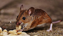 24 Hour & Emergency Exterminators in Wildwood Landing, IN